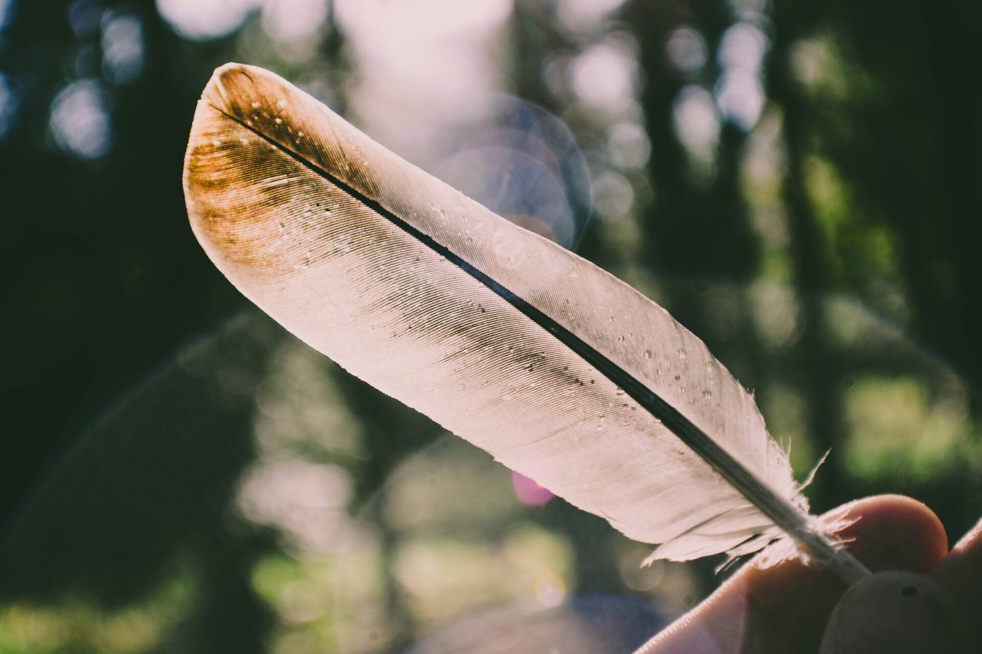 plume dans une main- La plume qui lie